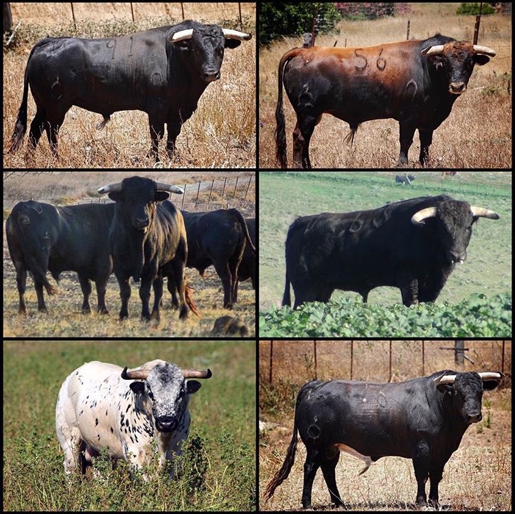 TOROS PALMOSILLA LA LINEA